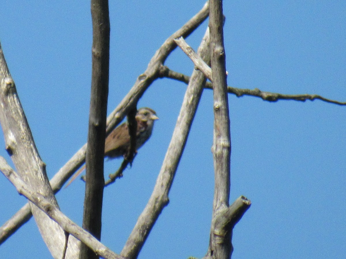 Swamp Sparrow - ML356887721