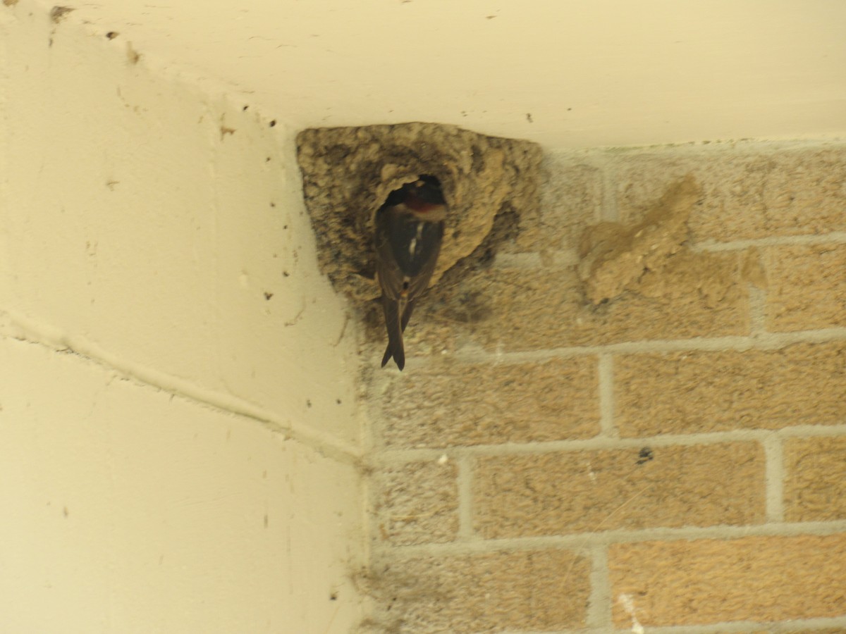 Cliff Swallow - ML356888161