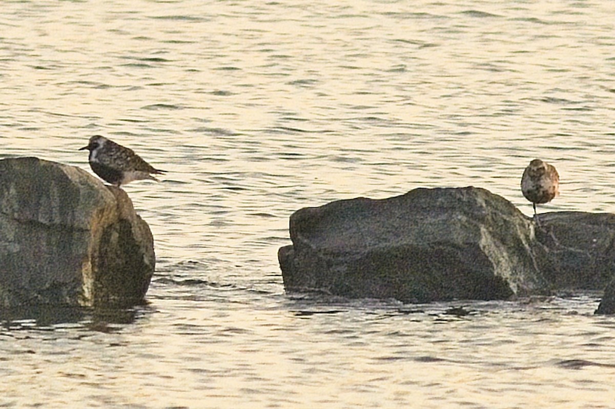 灰斑鴴 - ML356890091