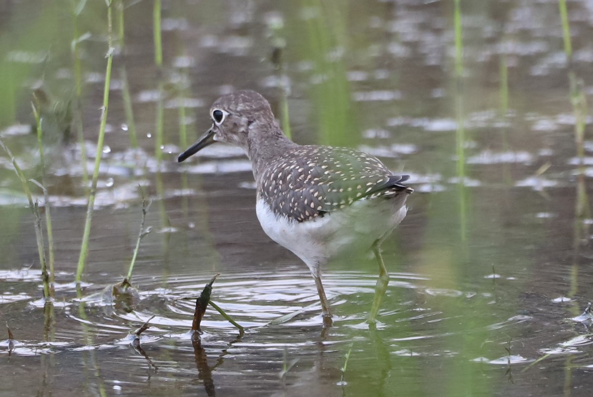 Solitary Sandpiper - ML356890171