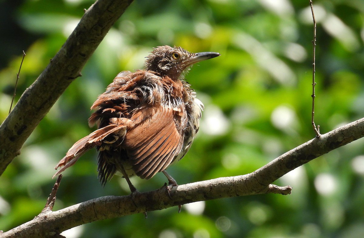 Brown Thrasher - ML356890801