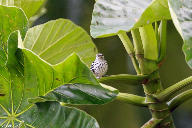 Pacific Antwren - Christopher Sloan