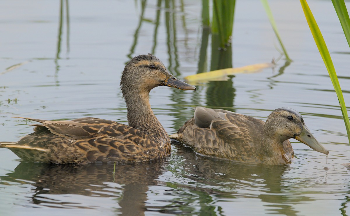 Mallard - Brian Vitunic