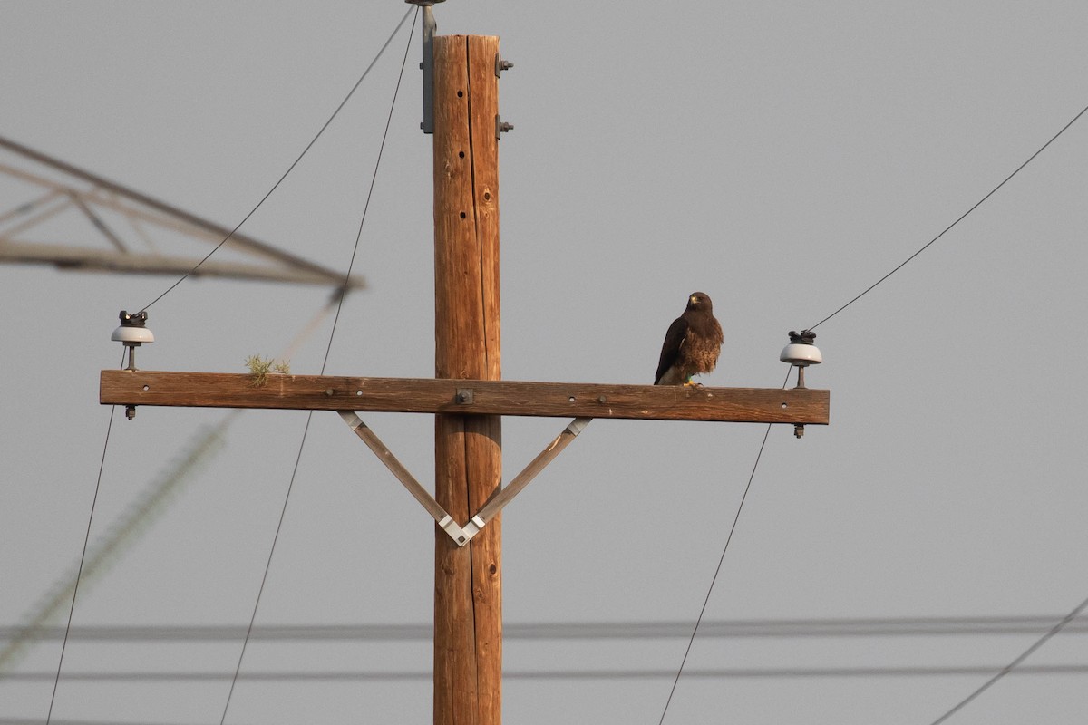 Swainson's Hawk - ML356893681