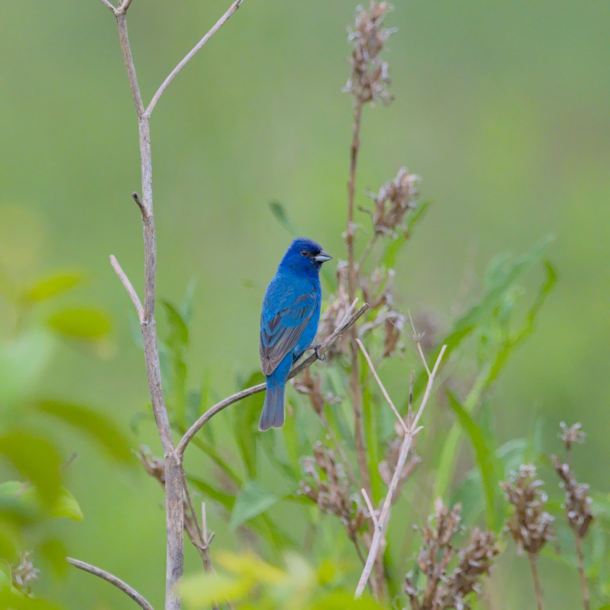 Indigo Bunting - ML356894051