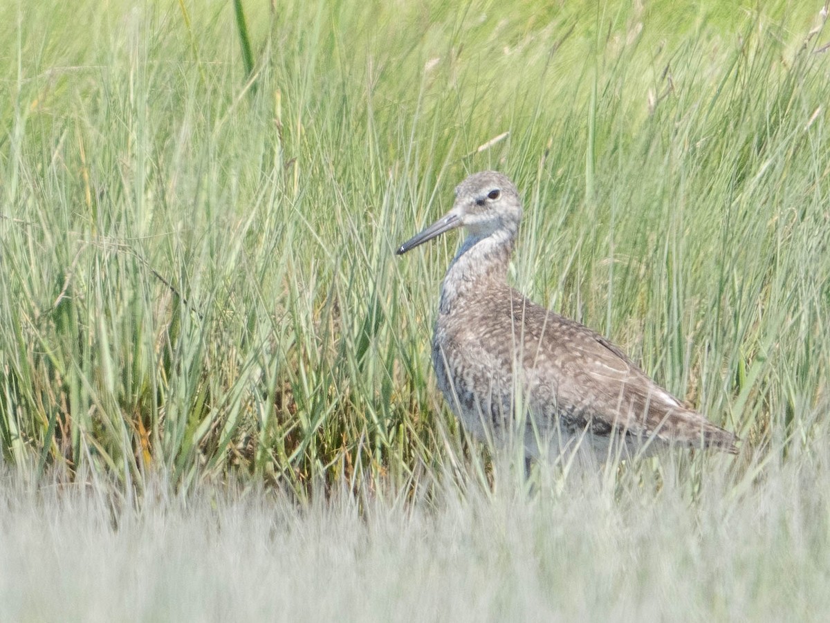 Willet - ML356894791