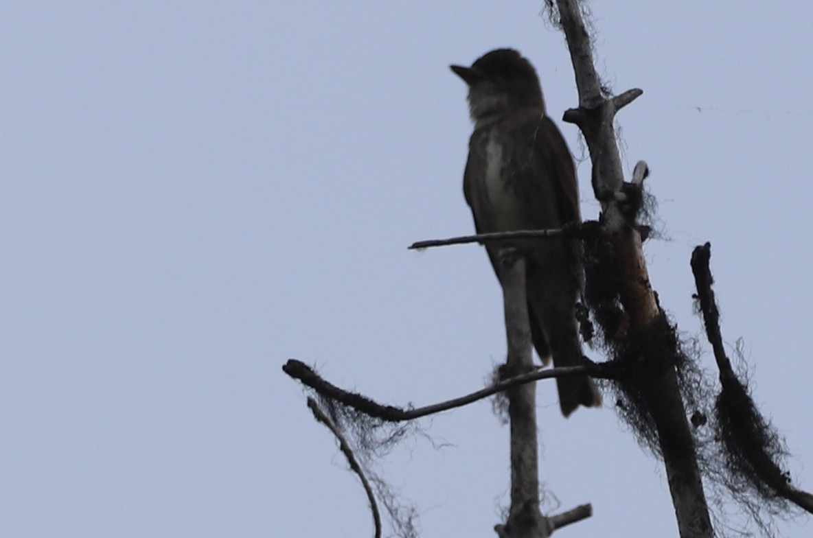 Olive-sided Flycatcher - ML356895351