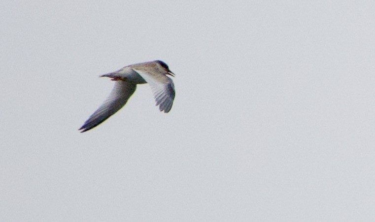 Least Tern - ML356896071