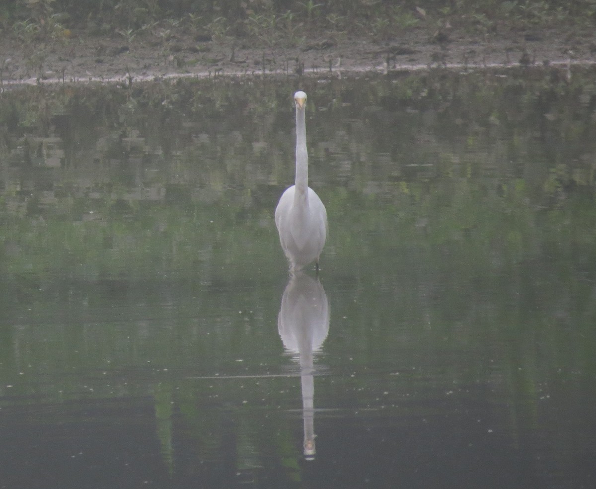 Great Egret - Brian Wulker