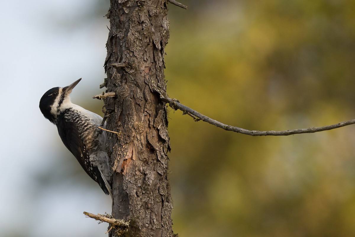 Black-backed Woodpecker - Chris Wood