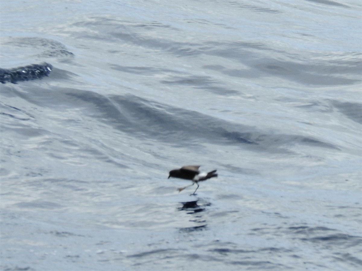 Wilson's Storm-Petrel - ML356896551