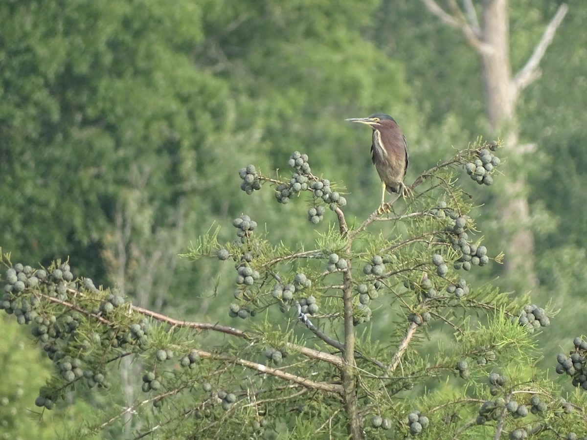 Green Heron - ML356896861