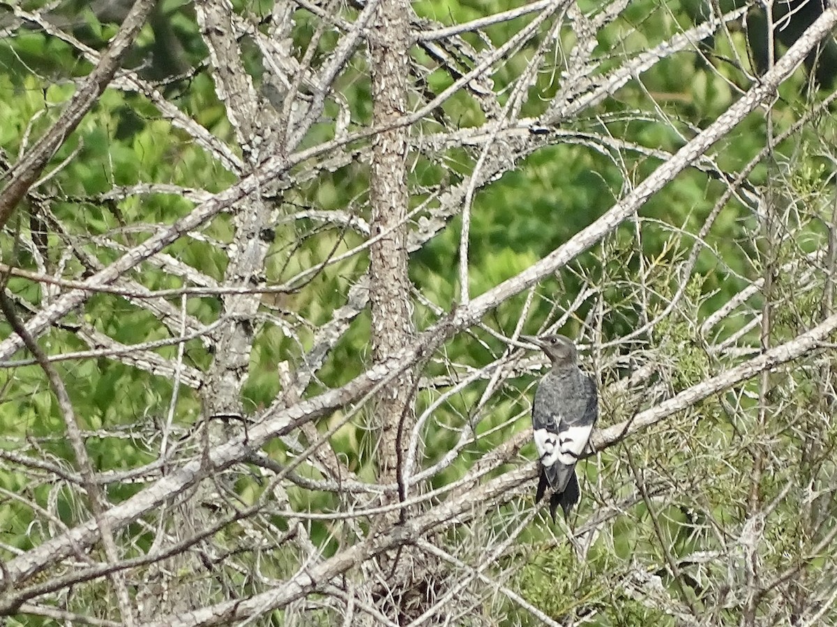 Red-headed Woodpecker - ML356896981