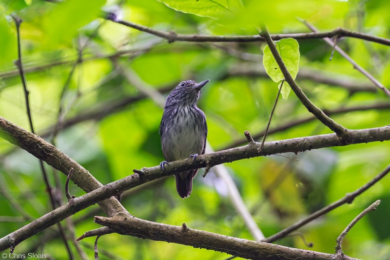 Spot-crowned Antvireo - Christopher Sloan