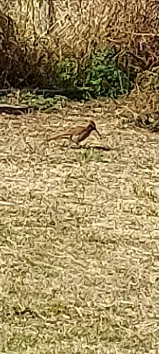 Scimitar-billed Woodcreeper - Facundo Galván