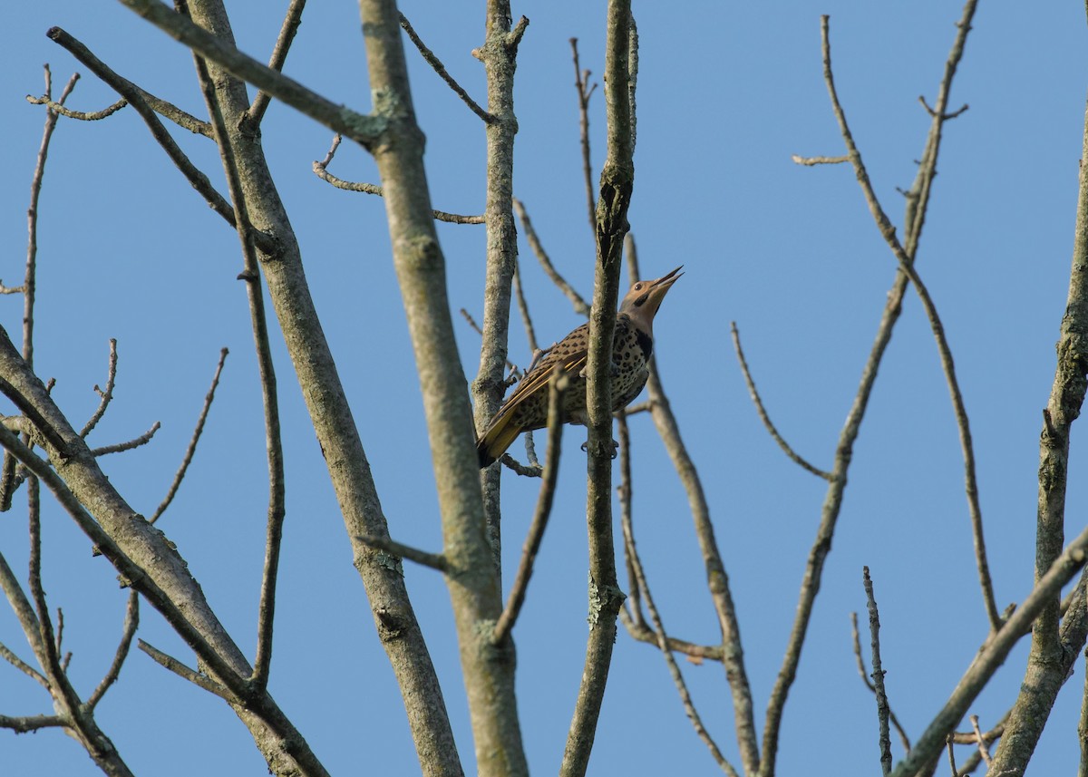 Northern Flicker (Yellow-shafted) - ML356898411