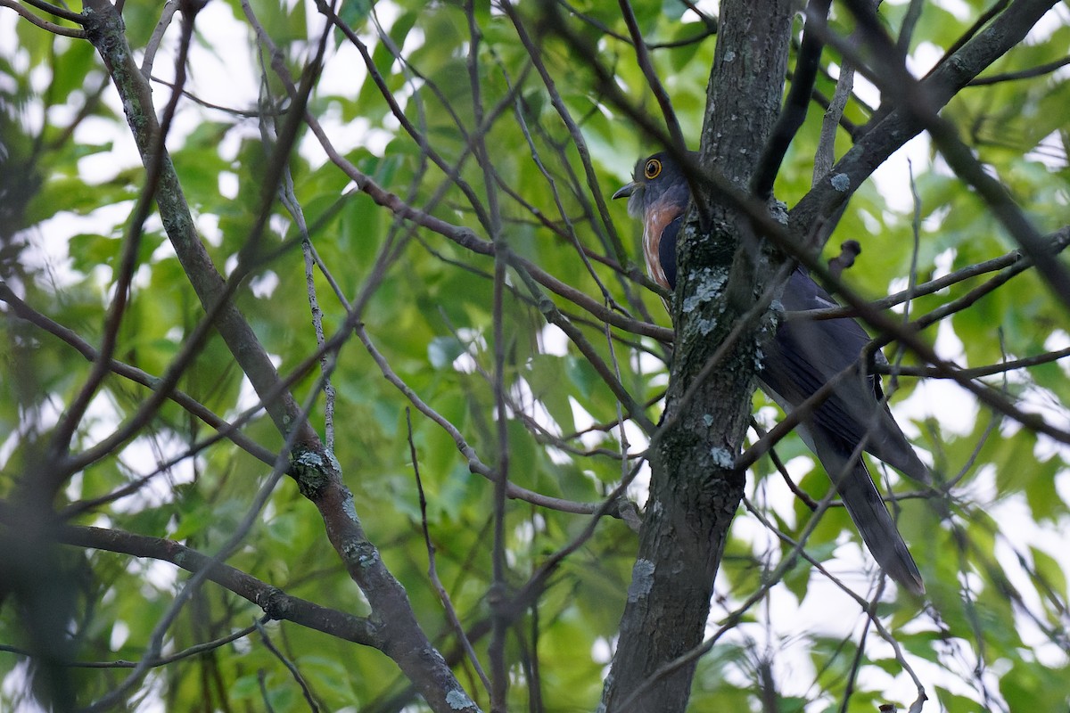 Hodgson's Hawk-Cuckoo - ML356898521