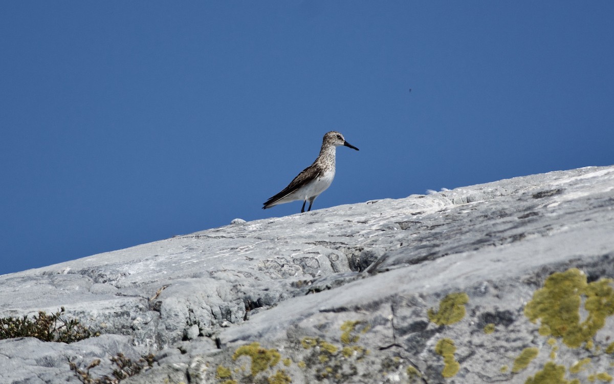 Semipalmated Sandpiper - Paul Gould