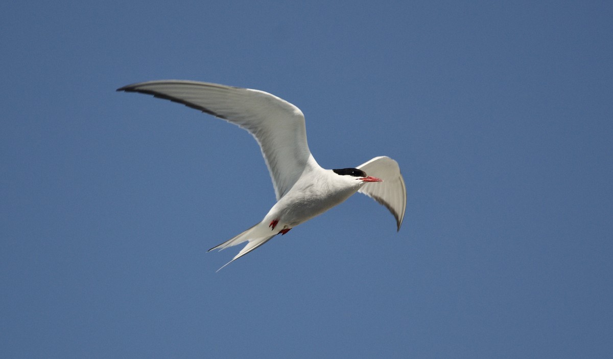 Arctic Tern - Paul Gould