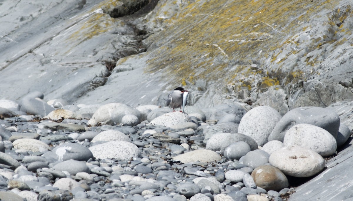 Arctic Tern - Paul Gould