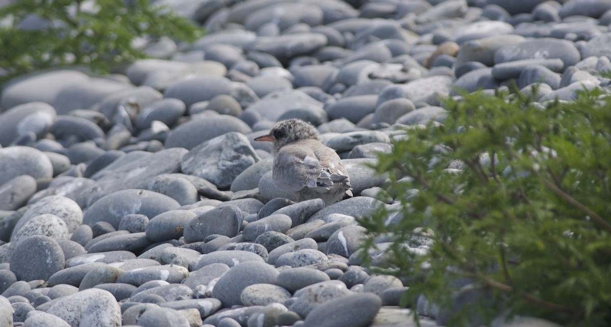 Arctic Tern - Paul Gould