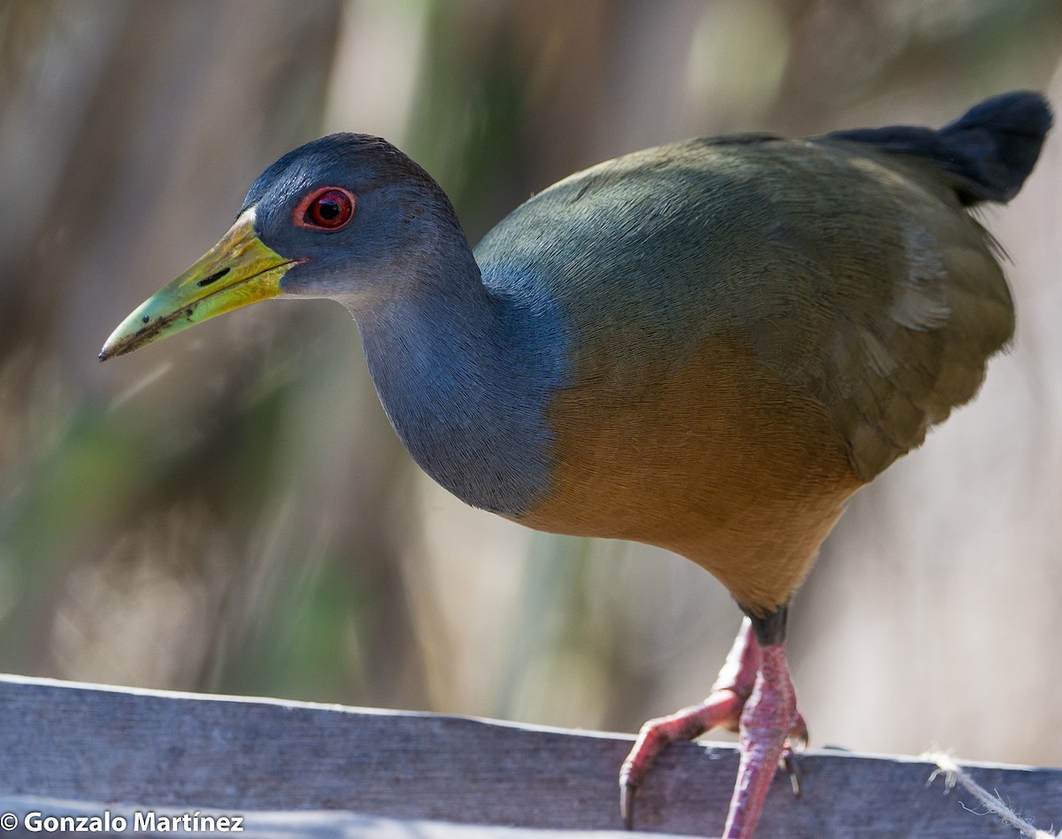 Gray-cowled Wood-Rail - ML356903101