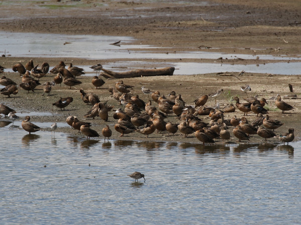 Blue-winged Teal - Steve Calver