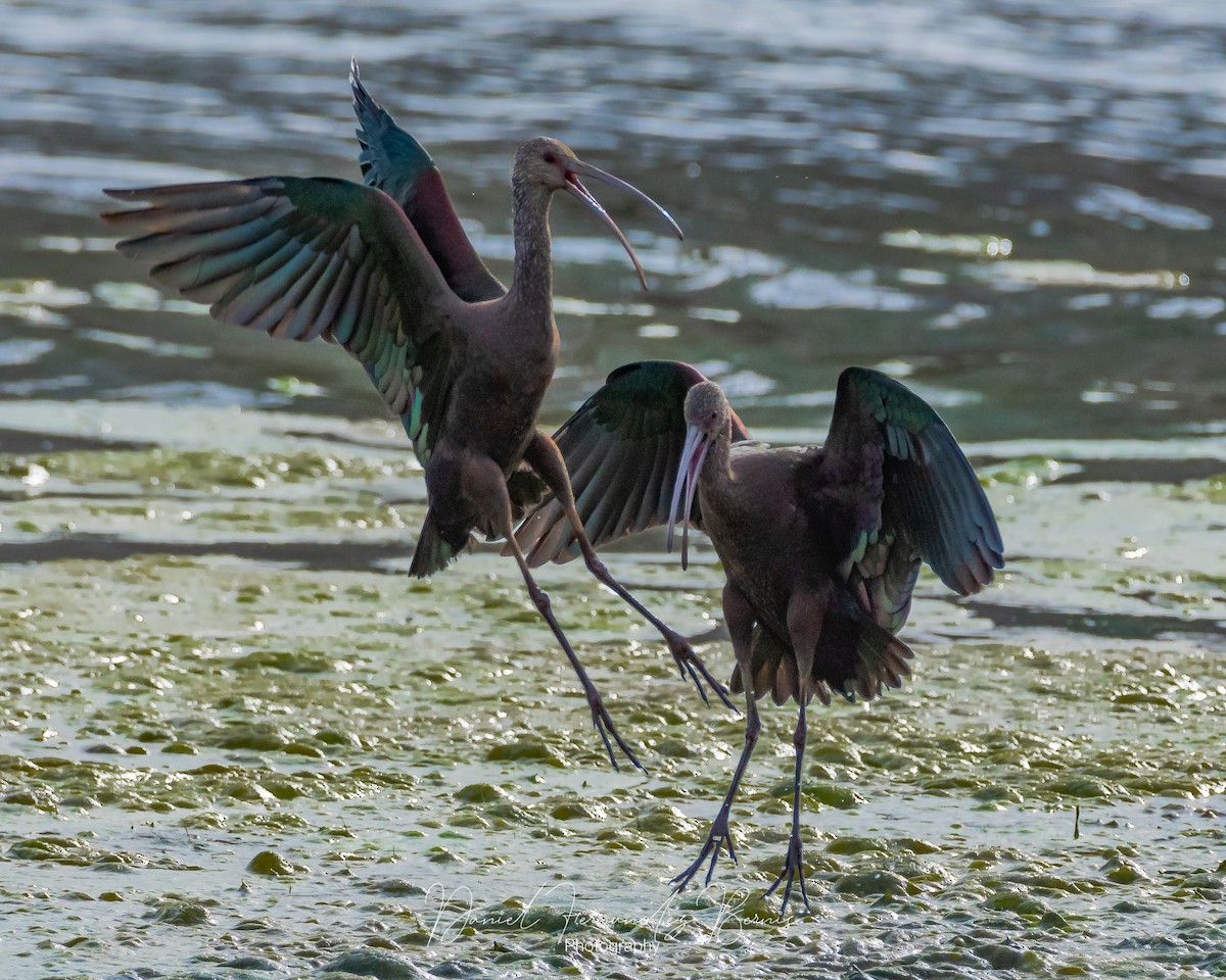 White-faced Ibis - Daniel Fernandez Bernis