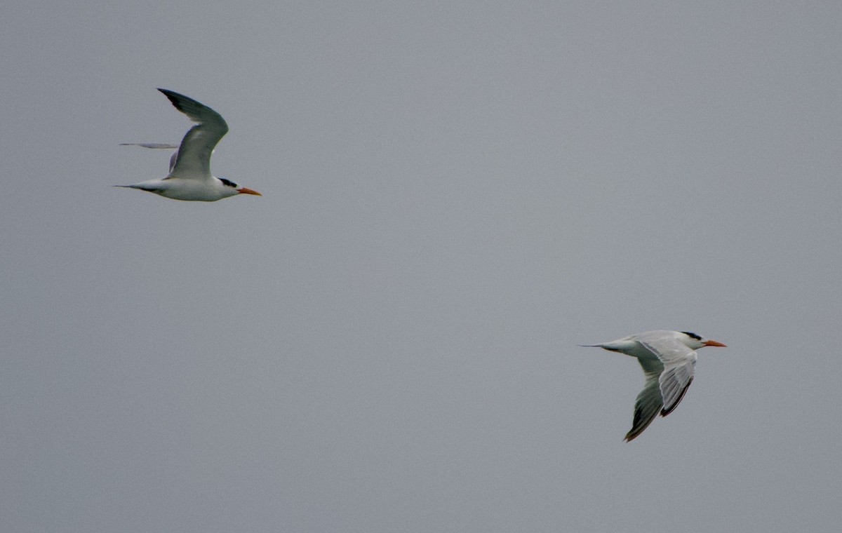 Royal Tern - ML356904611