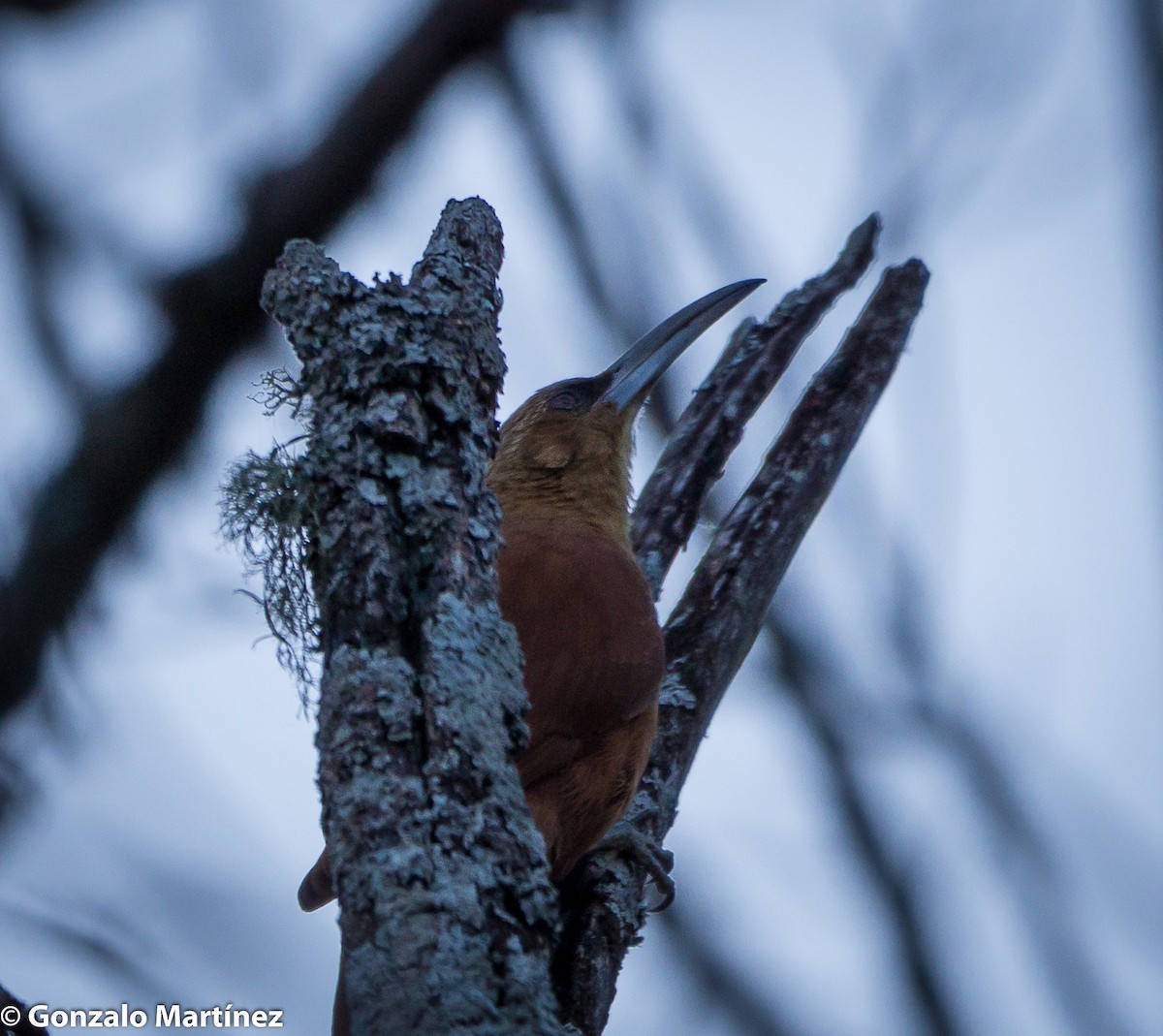 Great Rufous Woodcreeper - ML356905821