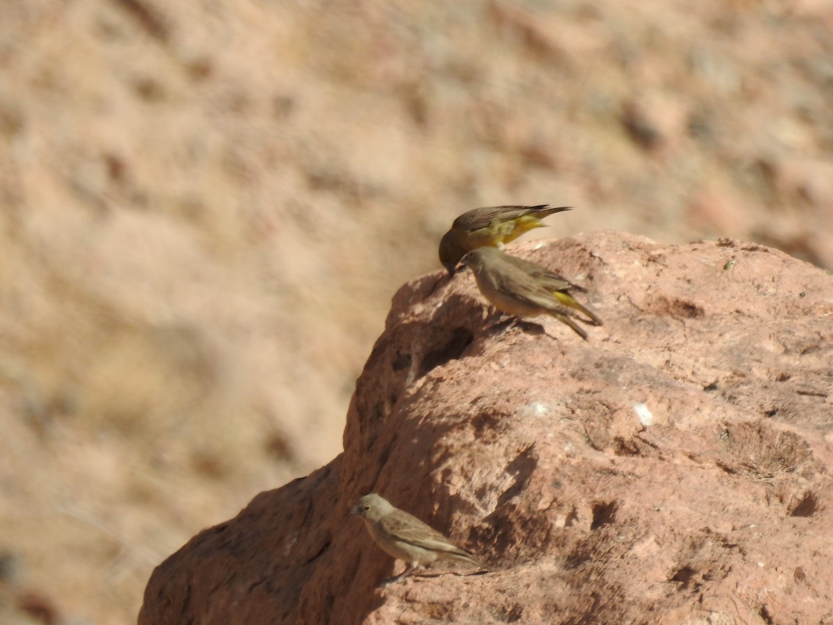 Greater Yellow-Finch - ML356906601