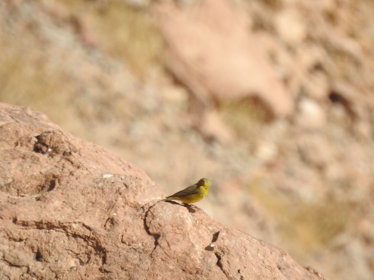 Greater Yellow-Finch - ML356906791