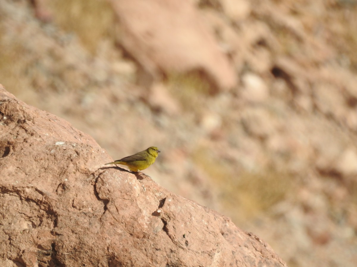 Greater Yellow-Finch - ML356906801