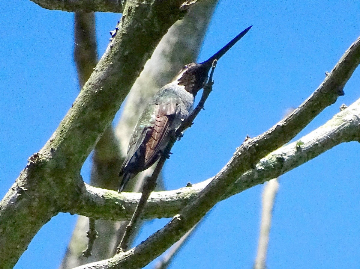 Long-billed Starthroat - ML35690691