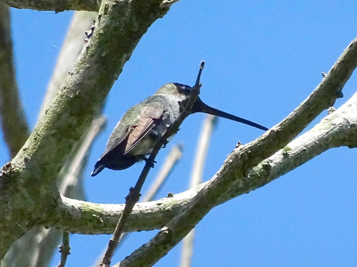 Long-billed Starthroat - ML35690701