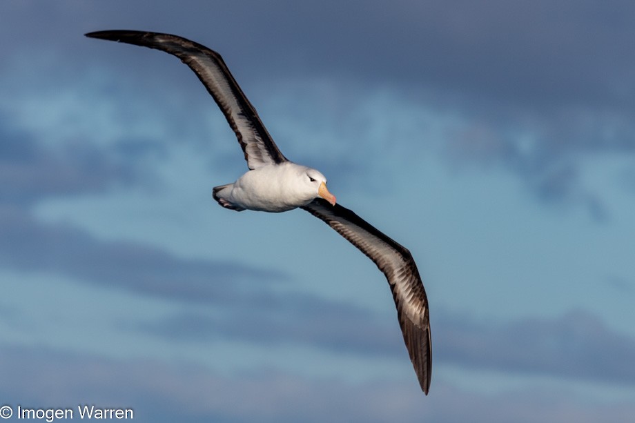 Black-browed Albatross (Black-browed) - Imogen Warren