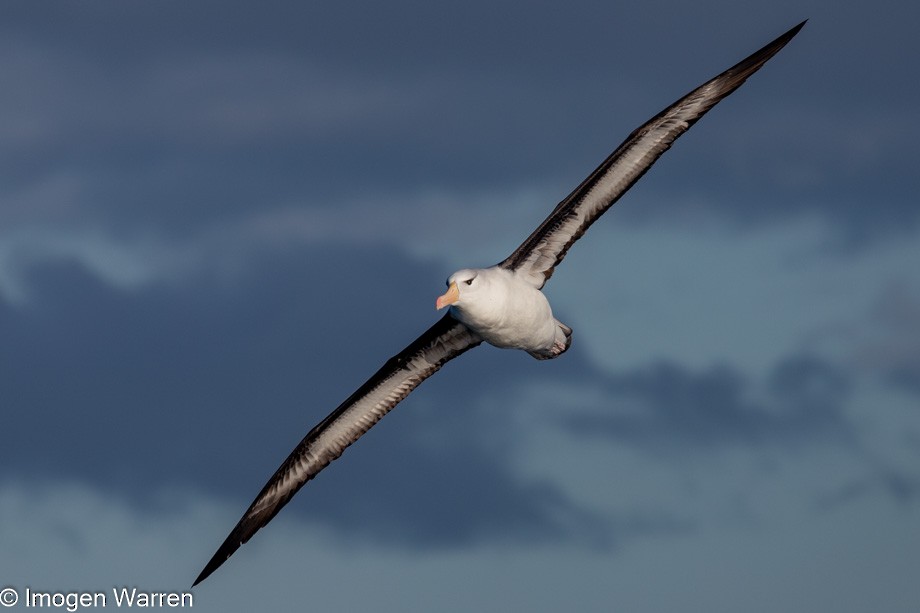 Black-browed Albatross (Black-browed) - Imogen Warren