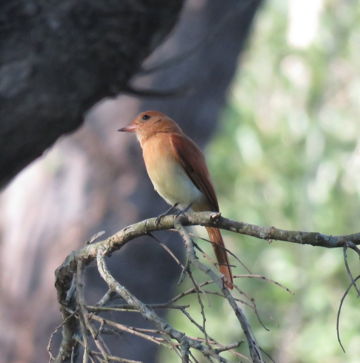 Rufous Casiornis - ML356908181