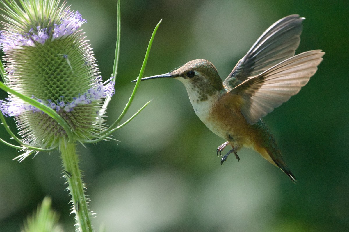 Rufous Hummingbird - ML356908791