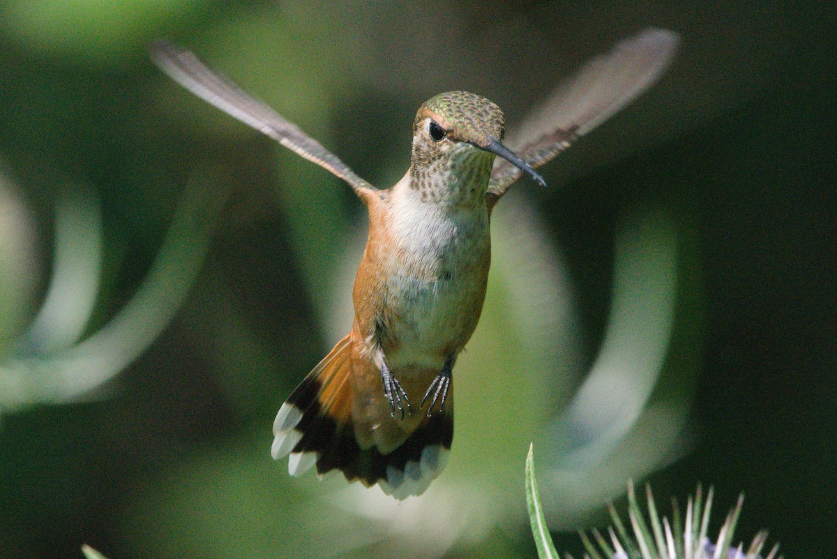 Rufous Hummingbird - ML356908841