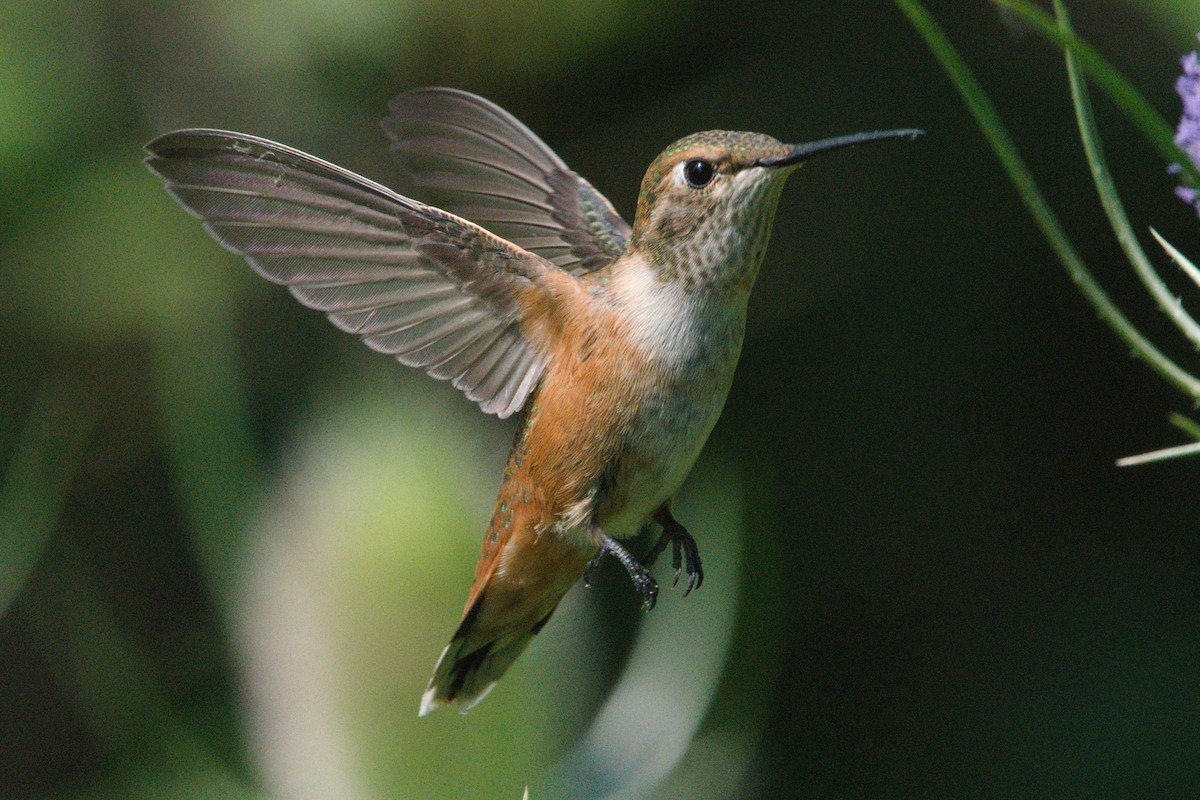 Rufous Hummingbird - ML356909141