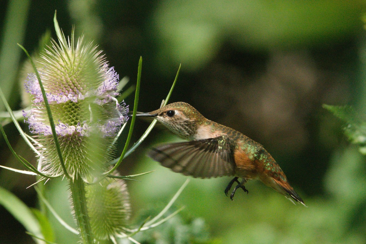 Rufous Hummingbird - ML356909231