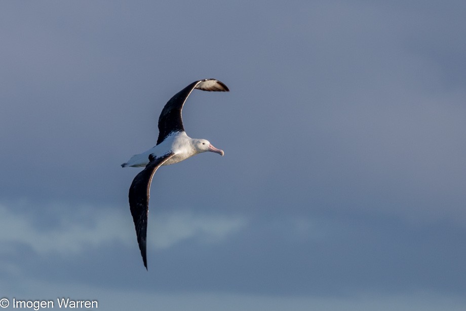 Schwarzflügelalbatros - ML356912911