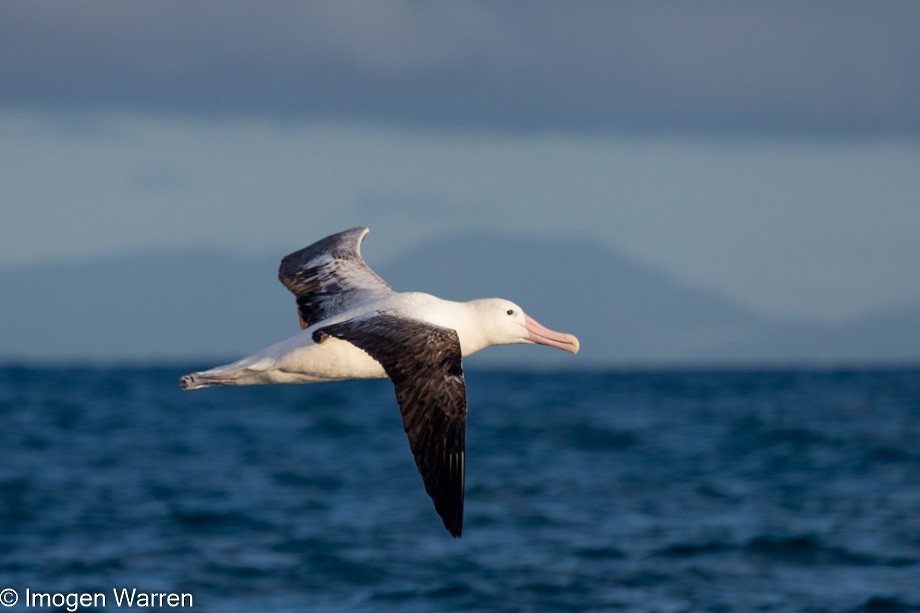 albatros královský - ML356913741