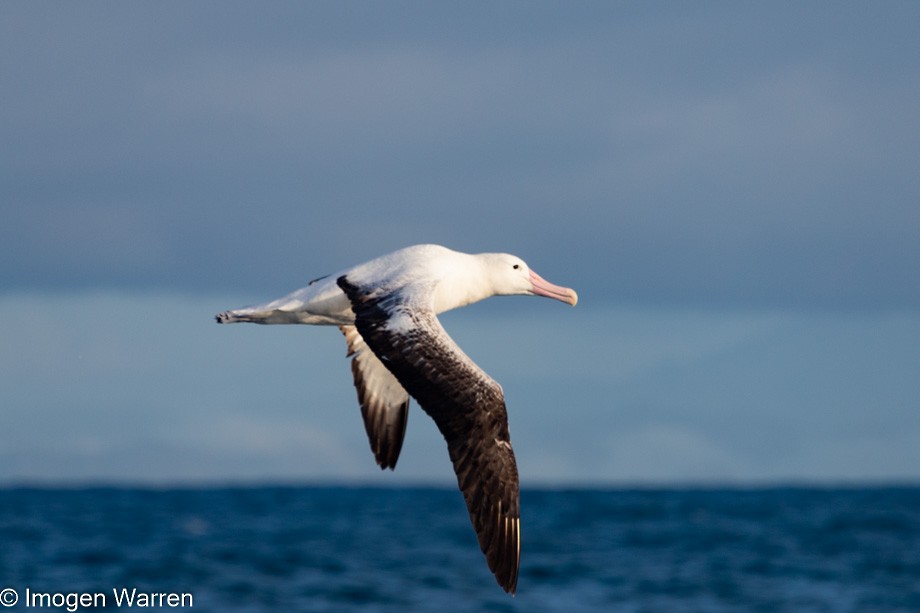 albatros královský - ML356913761