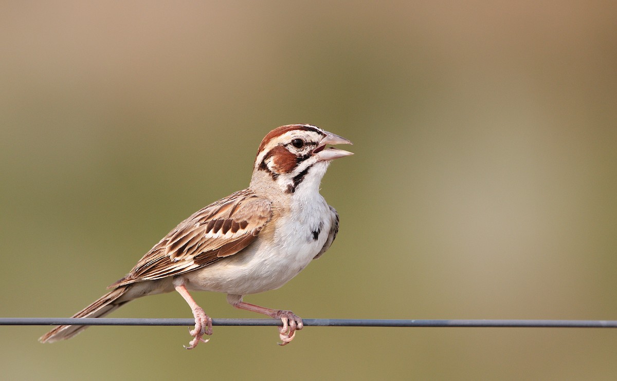 Lark Sparrow - ML356913851