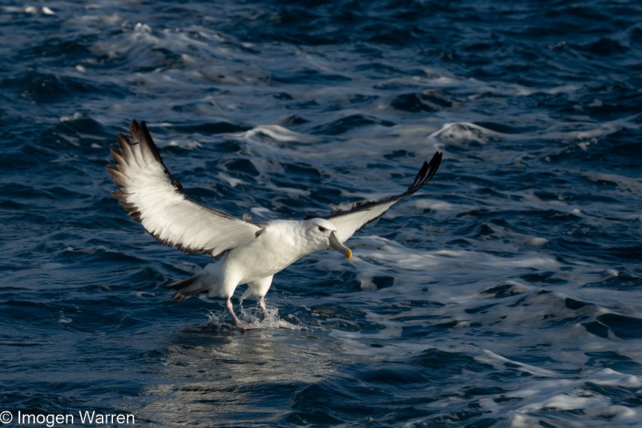 Tasmanalbatros (steadi) - ML356914661