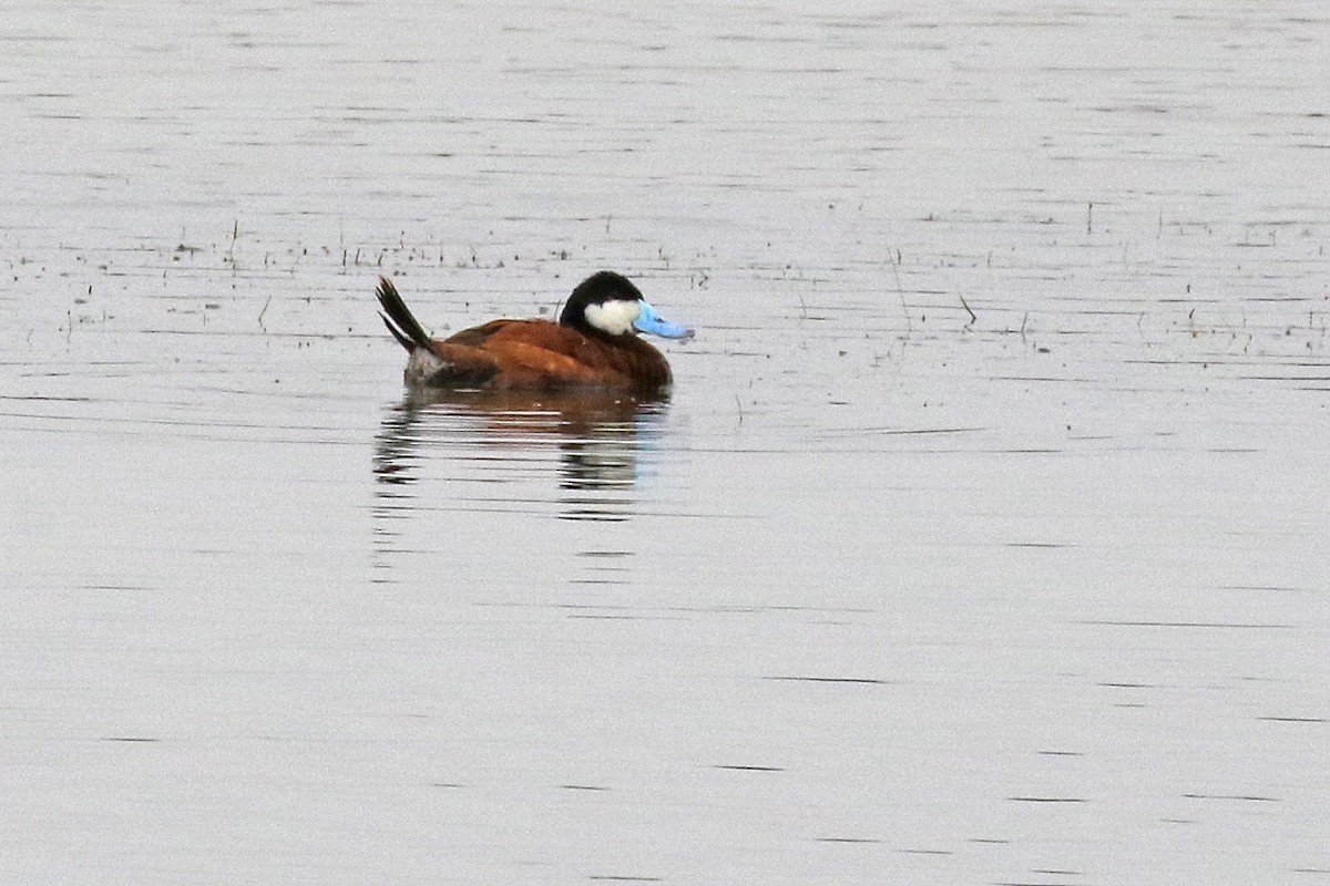 Ruddy Duck - ML356917221