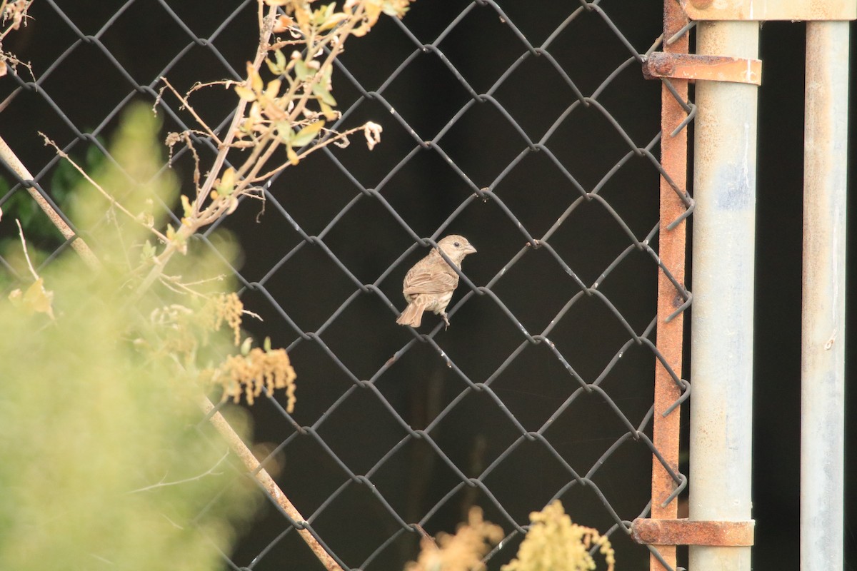 House Finch - ML356917431