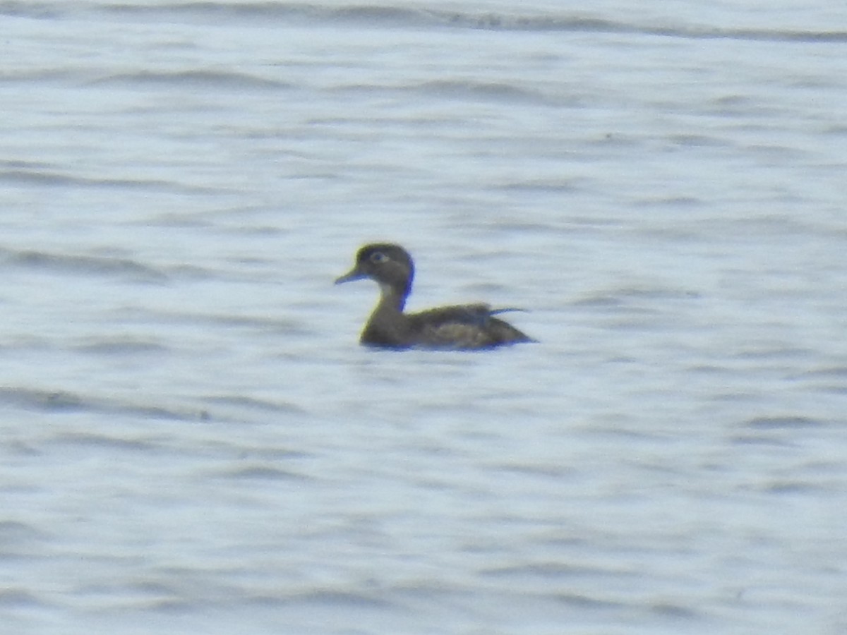 Wood Duck - ML356918861